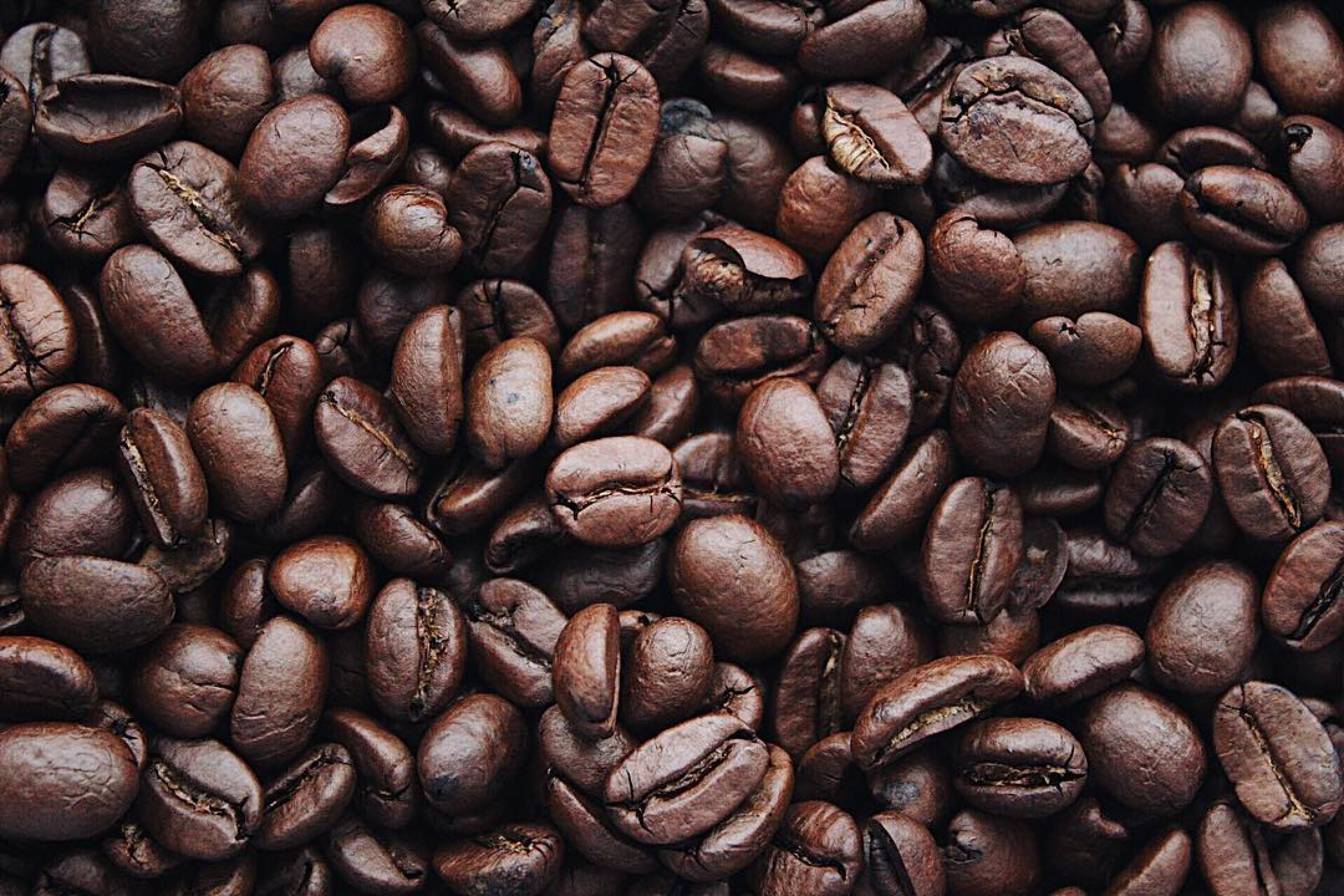Fresh coffee beans ready to be grounded